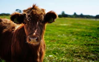 Картинка корова, пейзаж, животные, ферма, природа, зеленый, сельский