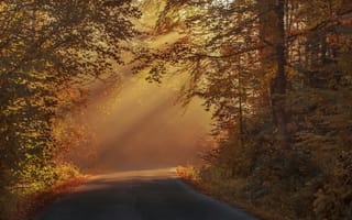 Картинка осень, лес, дорога, свет, природа, пейзаж, туман