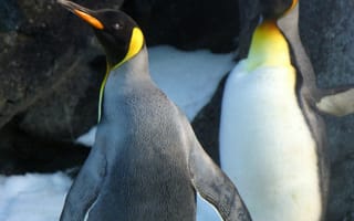 Картинка пингвины, природа, животные, лед, морская жизнь, арктика, пейзаж