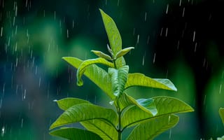 Картинка растение, дождь, листья, природа, зелень, вода, фото