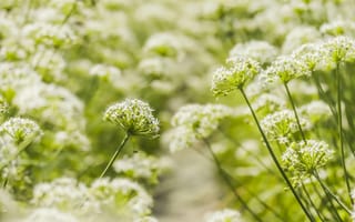 Картинка цветы, природа, пейзаж, лето, зелень, красота, фотография