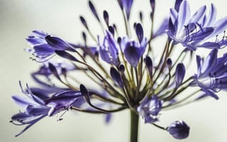 Картинка цветы, пурпурный, природа, макро, красота, растение, фотография