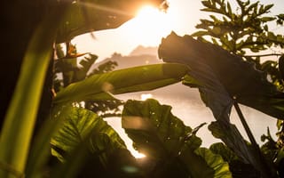 Картинка природа, растения, солнце, листья, водоем, пейзаж, лето