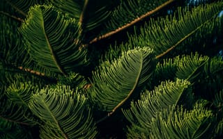 Картинка деревья, листья, природа, зелень, фото, обои, растения