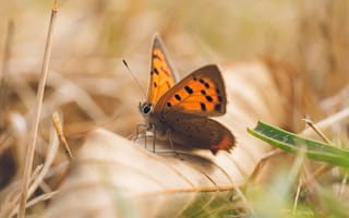 Картинка бабочка, природа, лето, цвет, насекомое, фото, обои