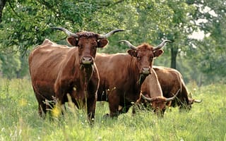 Картинка коровы, пастбище, природа, животные, зелень, ферма, сельский