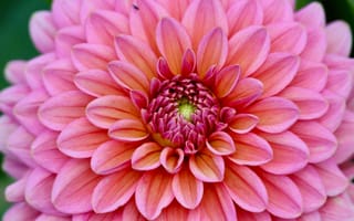 Картинка цветок, розовый, природа, макро, красота, растение, декор