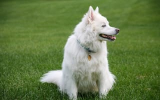 Картинка собака, самоед, питомец, трава, природа, животные, белый