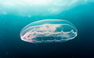 Картинка медуза, океан, подводный мир, глубина, природа, красота, жизнь