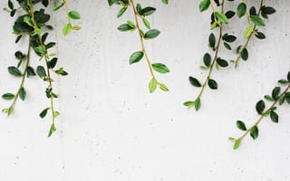 Картинка листья, растения, зелень, фон, декор, природа, стена