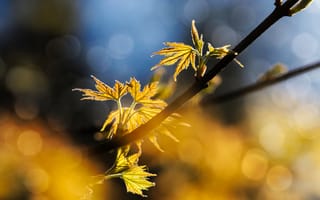 Картинка листья, природа, осень, бokeh, свет, фотография, зелень