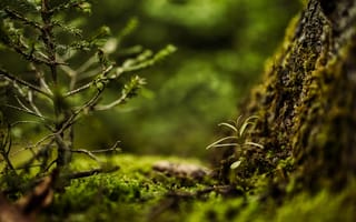 Картинка природа, лес, мох, дерево, растения, зелень, микро, фотография