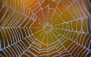 Картинка паутинка, капли, природа, макро, осень, красота, текстура