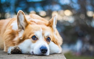 Картинка собака, корги, питомец, животное, досуг, природа, спокойствие