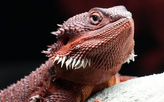 Картинка ящерица, рептилия, питомец, природа, красный, фото, обои