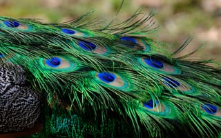 Картинка павлин, перья, природа, цвета, красота, животные, декор
