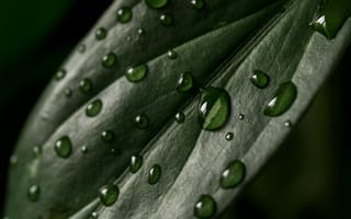 Картинка лист, капли, зелень, природа, вода, макро, текстура