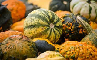 Картинка тыквы, осень, овощи, природа, фрукты, цвета, еда