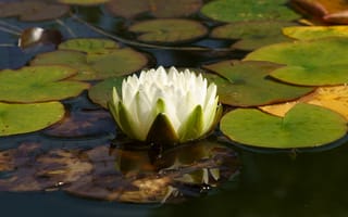 Картинка водяная лилия, природа, цветы, водоем, лето, зелень, спокойствие