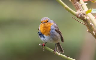 Картинка птица, робин, природа, фото, животные, весна, красота