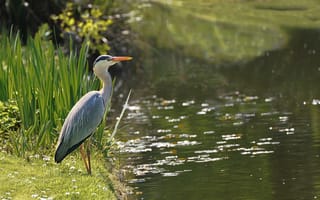 Картинка цапля, природа, водоем, пейзаж, зелень, животные, лето