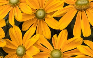 Картинка цветы, желтые, природа, лето, растения, красота, фото