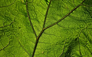 Картинка лист, природа, зелёный, текстура, макро, растение, детали
