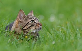 Картинка кот, трава, природа, животное, пейзаж, зеленый, фото