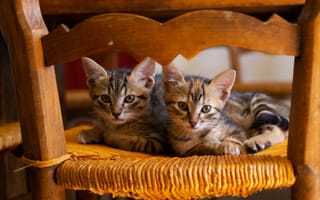 Картинка котята, животные, домашние, мягкие, милые, питомцы, сидят