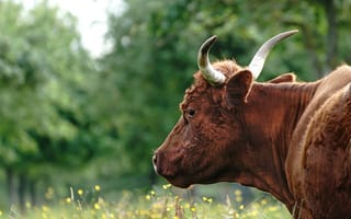 Картинка корова, природа, пейзаж, животные, сельское, зеленый, трава