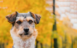 Картинка собака, осень, природа, животные, пейзаж, фото, мягкая шерсть