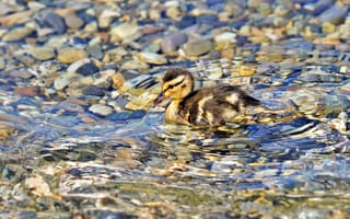 Картинка утенок, вода, природа, птицы, животные, пейзаж, камни