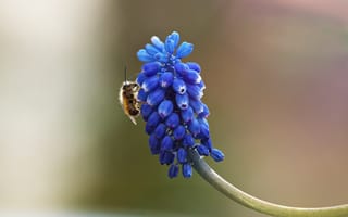 Картинка цветы, пчела, природа, синий, макро, растение, весна