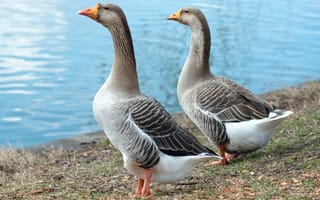 Картинка гуси, природа, водоем, пейзаж, животные, птицы, зеленый