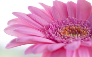 Картинка цветок, гербера, розовый, природа, красота, макро, фото