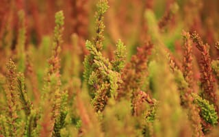 Картинка растения, природа, зелень, осень, фото, обои, красота