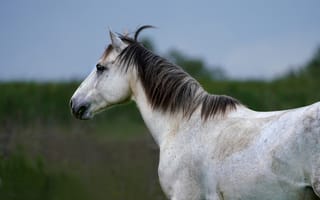 Картинка лошадь, природа, животные, пейзаж, грива, поле, красота