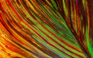 Картинка листья, природа, цвета, макро, текстура, растение, освещение