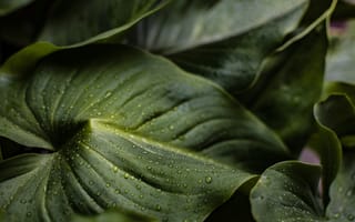 Картинка листья, зелень, капли, природа, растения, фото, обои