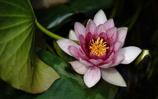 Картинка цветок, лотос, природа, водяные растения, красота, зелень, водоем