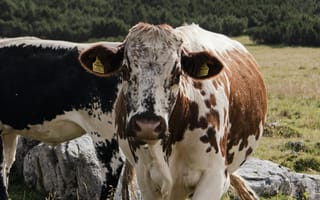 Картинка корова, пейзаж, природа, горы, ферма, животные, трава