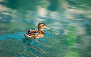 Картинка утка, вода, природа, пейзаж, плавание, животные, спокойствие