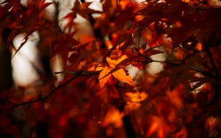 Картинка осень, листья, красный, природа, дерево, пейзаж, фотография