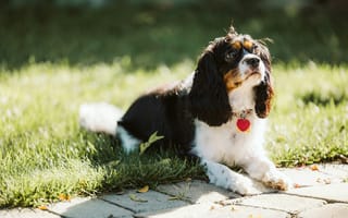 Картинка собака, питомец, природа, трава, лето, двор, домашний