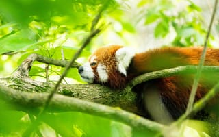 Картинка панда, дерево, природа, животные, зелень, отдых, лес