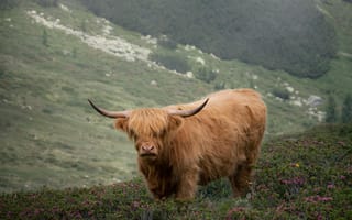 Картинка корова, природа, горы, пейзаж, животные, трава, цветы