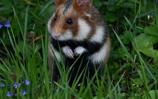 Картинка хомяк, природа, трава, животные, фото, пейзаж, цветы