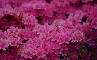 Картинка цветы, розовый, природа, азалия, красота, пейзаж, обои