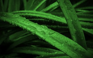 Картинка листья, зелень, вода, капли, природа, фон, растения