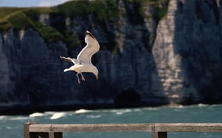 Картинка птица, чайка, природа, море, скалы, пейзаж, лето